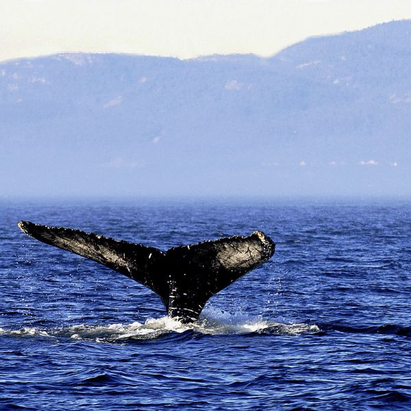 Whales green moveth waters